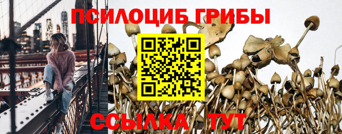 Галлюциногенные грибы Cubensis Минусинск